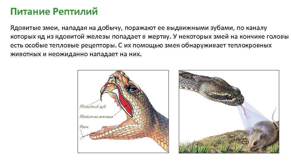 Питание Рептилий Ядовитые змеи, нападая на добычу, поражают ее выдвижными зубами, по каналу которых