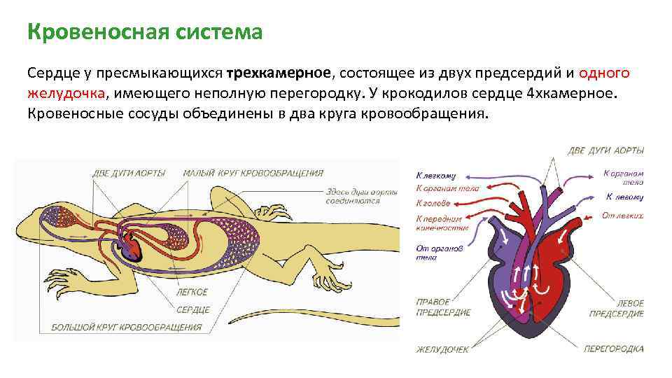 Кровеносная система Сердце у пресмыкающихся трехкамерное, состоящее из двух предсердий и одного желудочка, имеющего