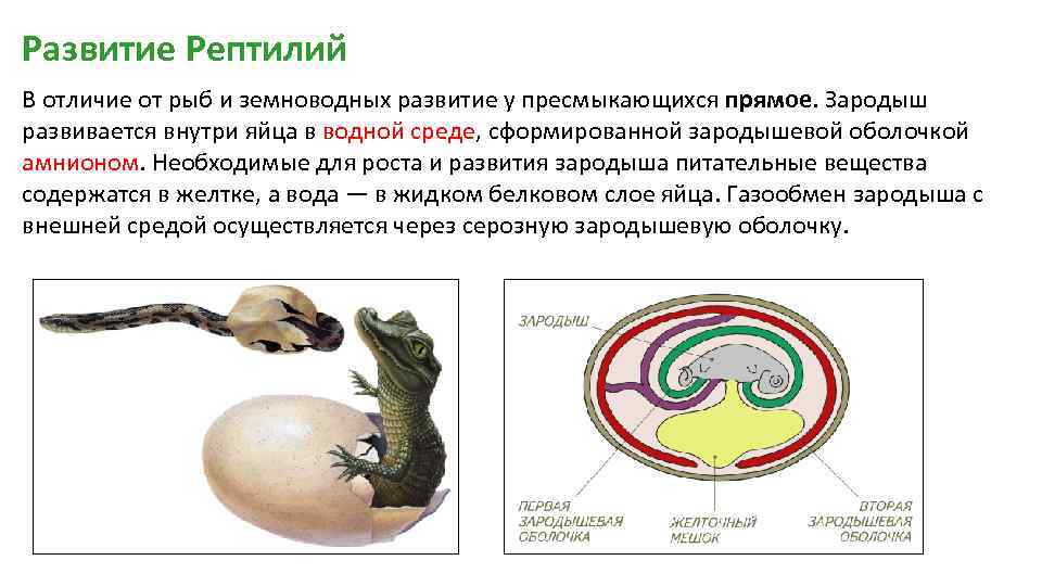 Оплодотворение у земноводных и пресмыкающихся. Строение амниотического яйца рептилий. Пресмыкающиеся эмбрионы. Тип зародышевого развития у пресмыкающихся. Функции зародышевых оболочек рептилий.