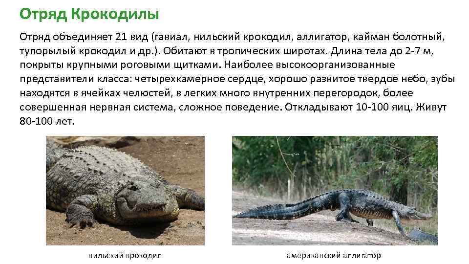 Отряд Крокодилы Отряд объединяет 21 вид (гавиал, нильский крокодил, аллигатор, кайман болотный, тупорылый крокодил