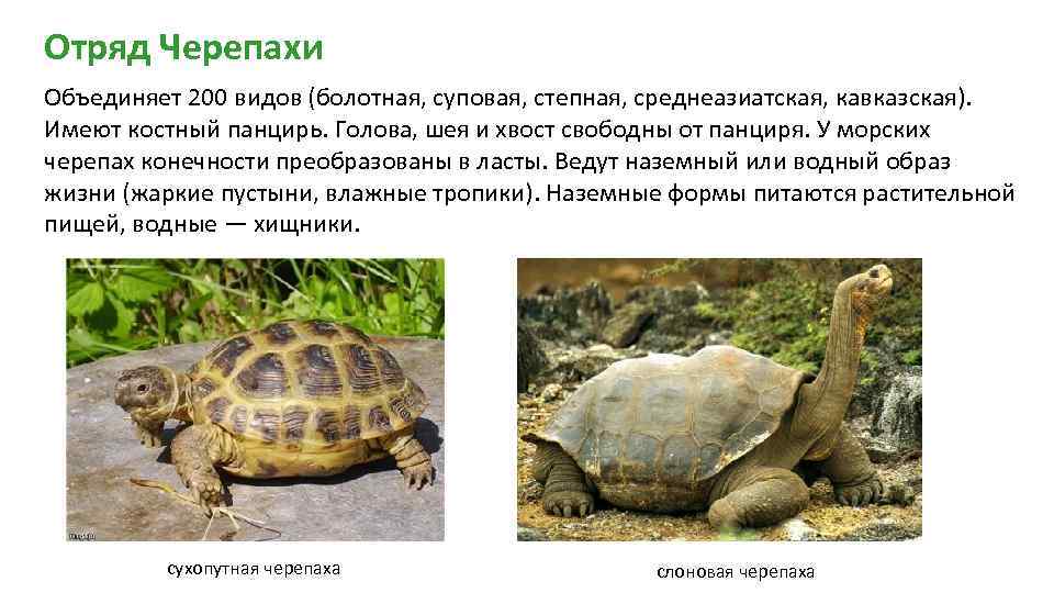 Отряд Черепахи Объединяет 200 видов (болотная, суповая, степная, среднеазиатская, кавказская). Имеют костный панцирь. Голова,