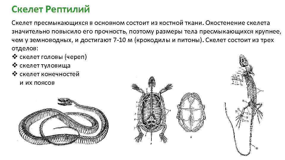 Позвоночник рептилий состоит из. Характеристика скелета пресмыкающихся. Строение костей пресмыкающихся. Черты строения скелета пресмыкающихся. Пресмыкающиеся 7 класс биология скелет.