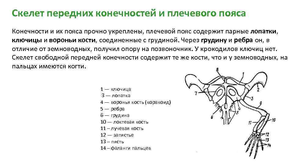 Скелет передних конечностей и плечевого пояса Конечности и их пояса прочно укреплены, плечевой пояс