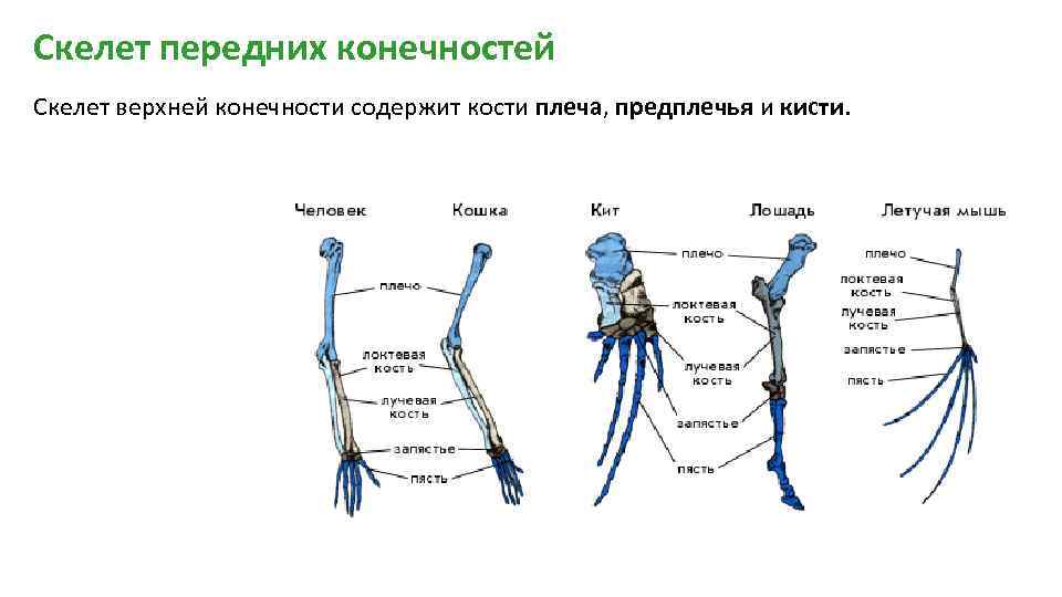 Скелет передних конечностей у млекопитающих. Скелет пояса верхних конечностей млекопитающих. Строение передней конечности млекопитающих. Строение скелета передних конечностей позвоночных. Строение передних конечностей млекопитающих.