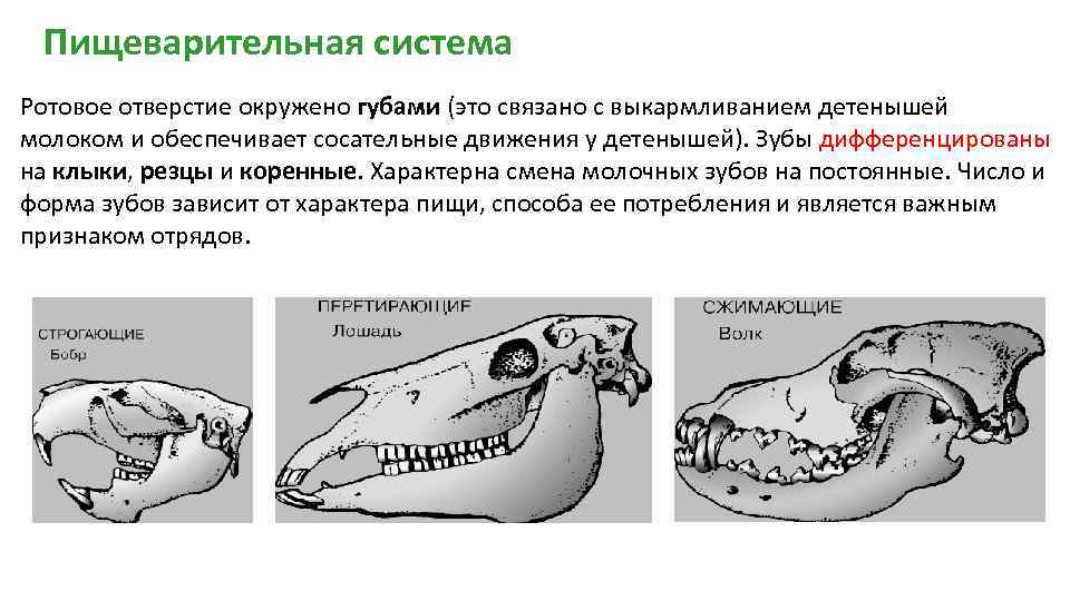 Класс млекопитающие череп. Дифференцировка зубов у млекопитающих. Строение зубов млекопитающих. Гетеродонтная зубная система у млекопитающих.