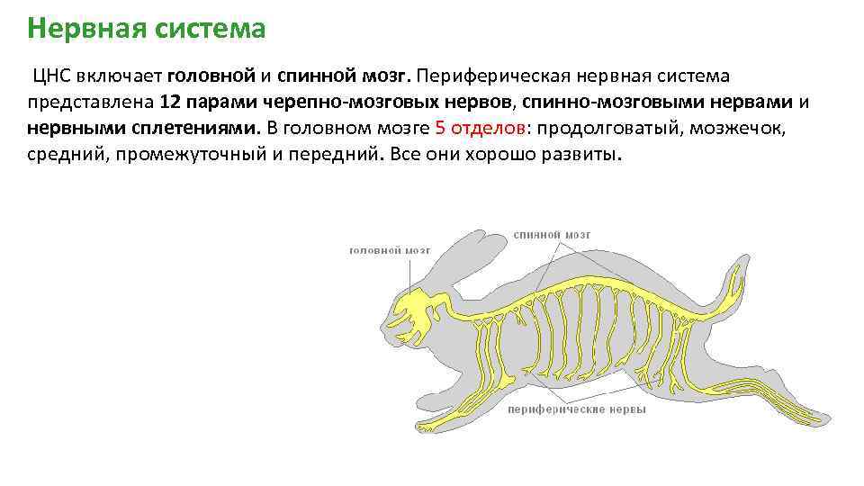 Класс млекопитающие отделы позвоночника. Нервная система млекопитающих головной мозг кролика. Строение нервной системы млекопитающих.
