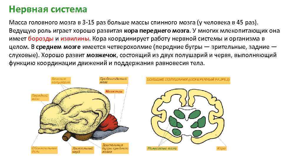 Отделы входящие в состав головного мозга млекопитающих. Функции отделов головного мозга млекопитающих. 5 Отделов головного мозга у млекопитающих. Передний мозг функции головного мозга млекопитающих. Строение отделов головного мозга млекопитающих.