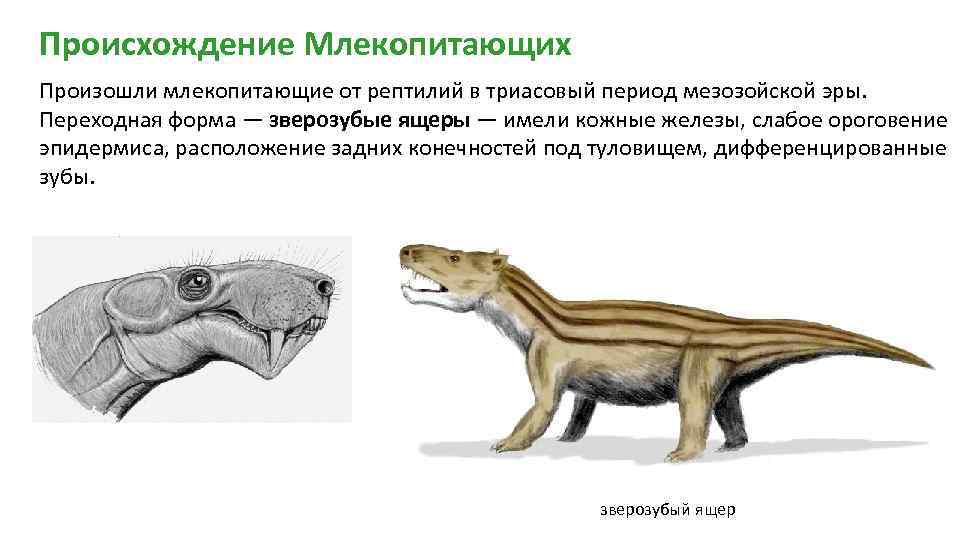 Зверозубый ящер переходная форма. Происхождение млекопитающих. Зверозубые ящеры. Происхождение млекопитающих 7 класс биология. Зверозубые рептилии переходные формы.
