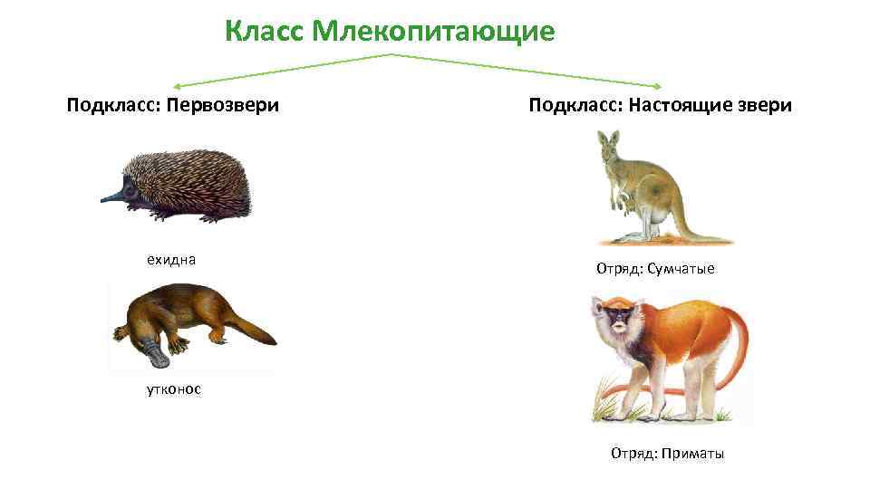 Высшие млекопитающие характеризуются. Отряды млекопитающих сумчатые. Однопроходные сумчатые плацентарные. Сумчатые классификация схема. Подкласс Первозвери.