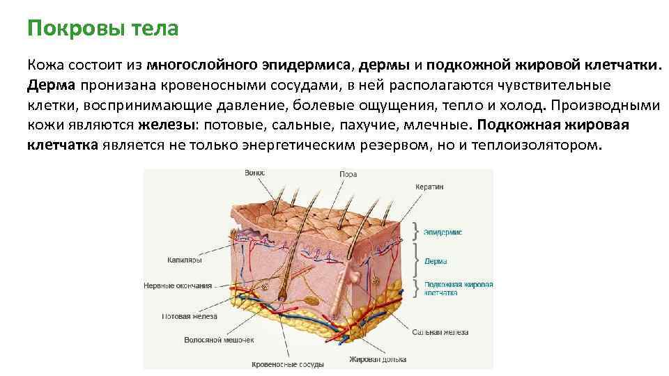 Подкожно жировая клетчатка картинка