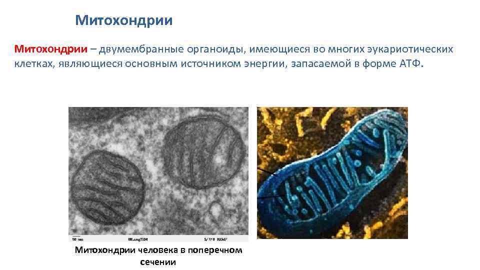 Двумембранные органоиды эукариот