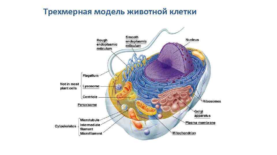 Трехмерная модель животной клетки 