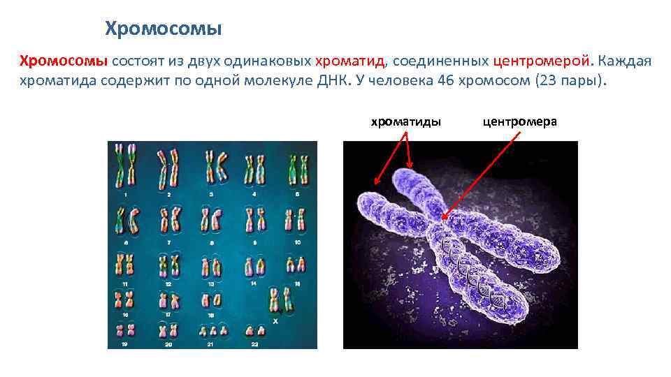 Хроматид в ядре. Хромосома из 2 хроматид. Хромосома состоит из. Каждая хромосома состоит из. Хромосомы в клетке.