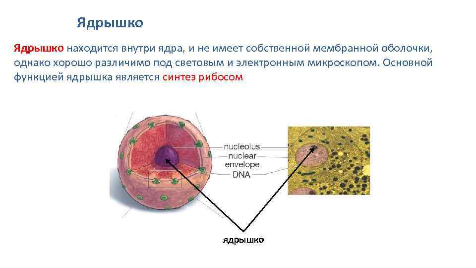 В какой части клетки расположено ядро. Строение и функции ядрышка клетки. Ядрышко клетки.