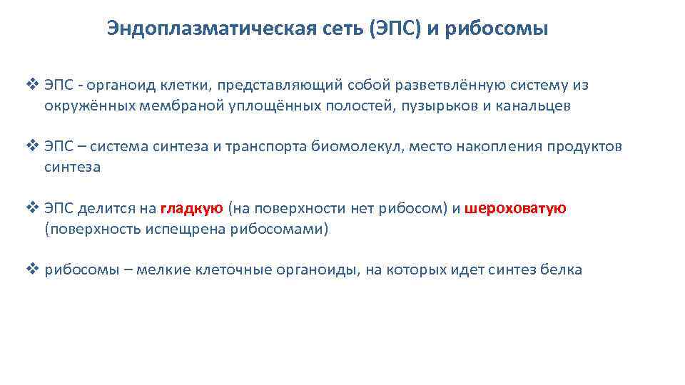 Эндоплазматическая сеть (ЭПС) и рибосомы v ЭПС - органоид клетки, представляющий собой разветвлённую систему