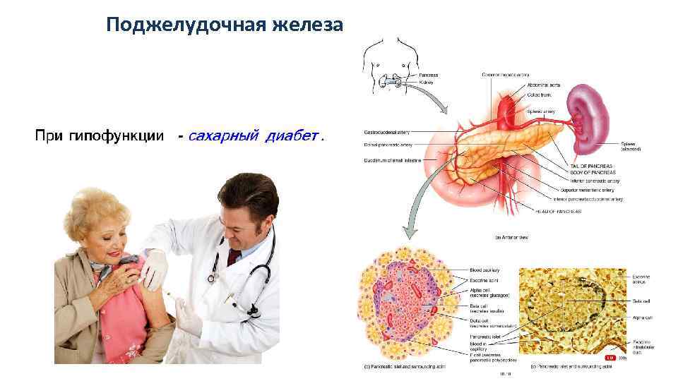 Поджелудочная железа 