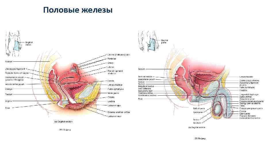 Половые железы 