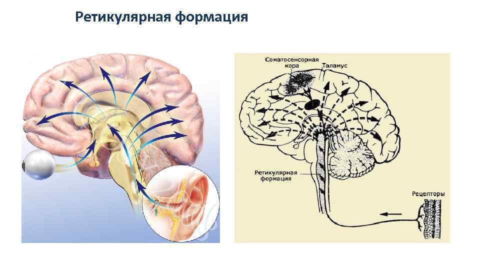 Ретикулярная формация 