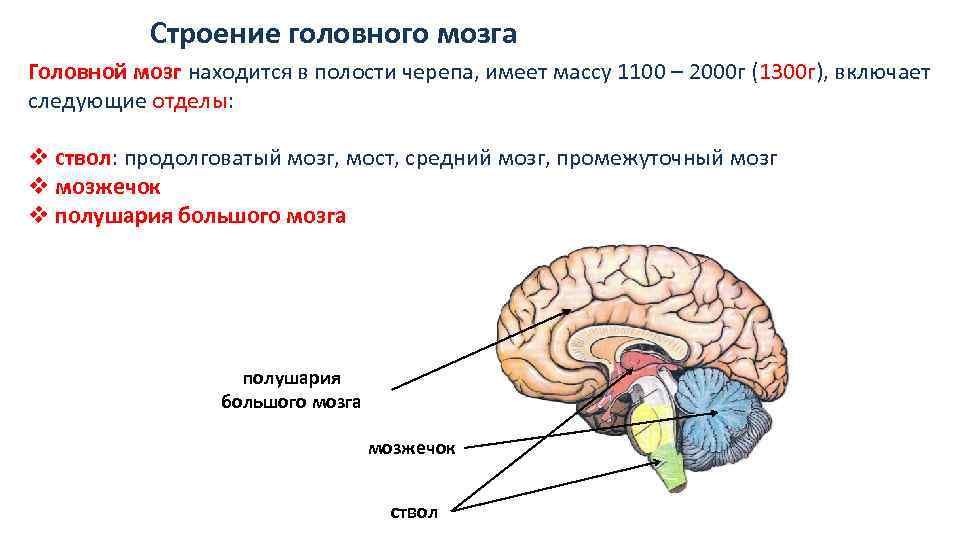 Тест по теме мозг 8 класс