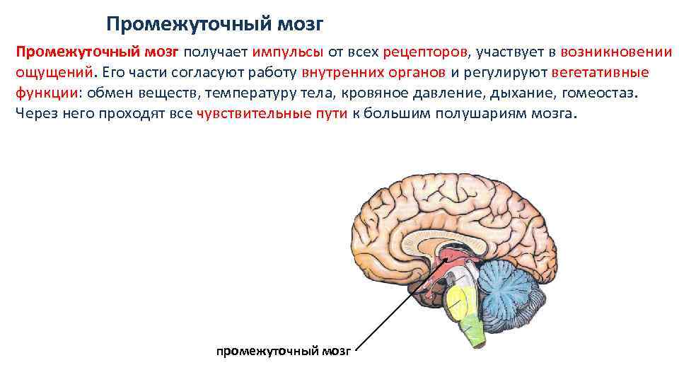 Промежуточный мозг получает импульсы от всех рецепторов, участвует в возникновении ощущений. Его части согласуют