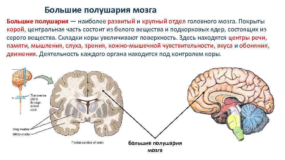 Какие функции выполняет полушарие большого мозга