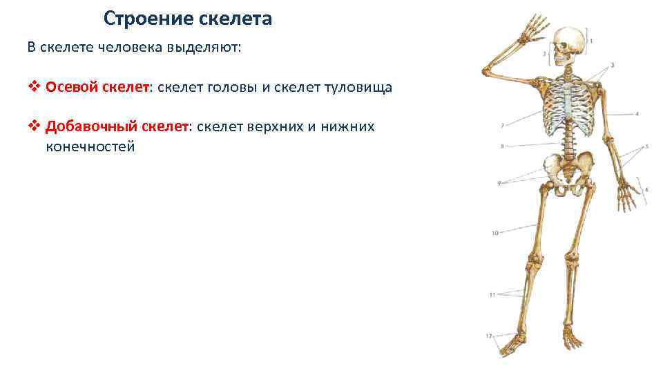 Строение скелета В скелете человека выделяют: v Осевой скелет: скелет головы и скелет туловища