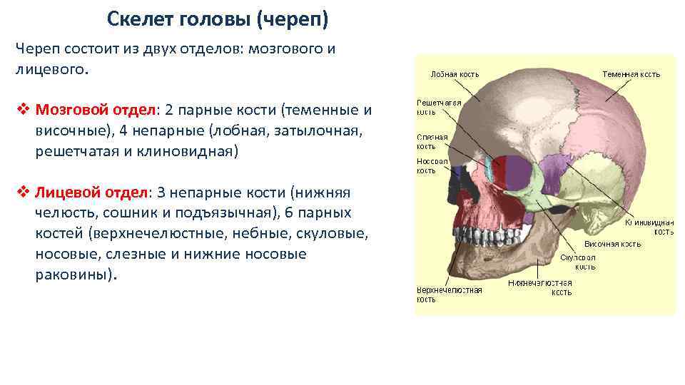 Мозговой отдел черепа кости