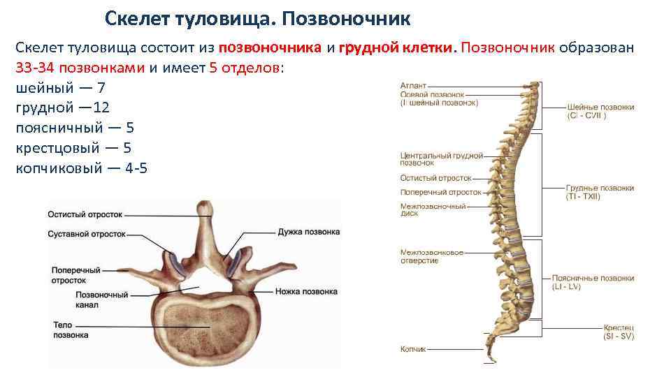 Строение скелета грудного отдела. Скелет позвоночника vertebra. Скелет туловища позвонки анатомия. Позвоночный столб и строение позвонка.
