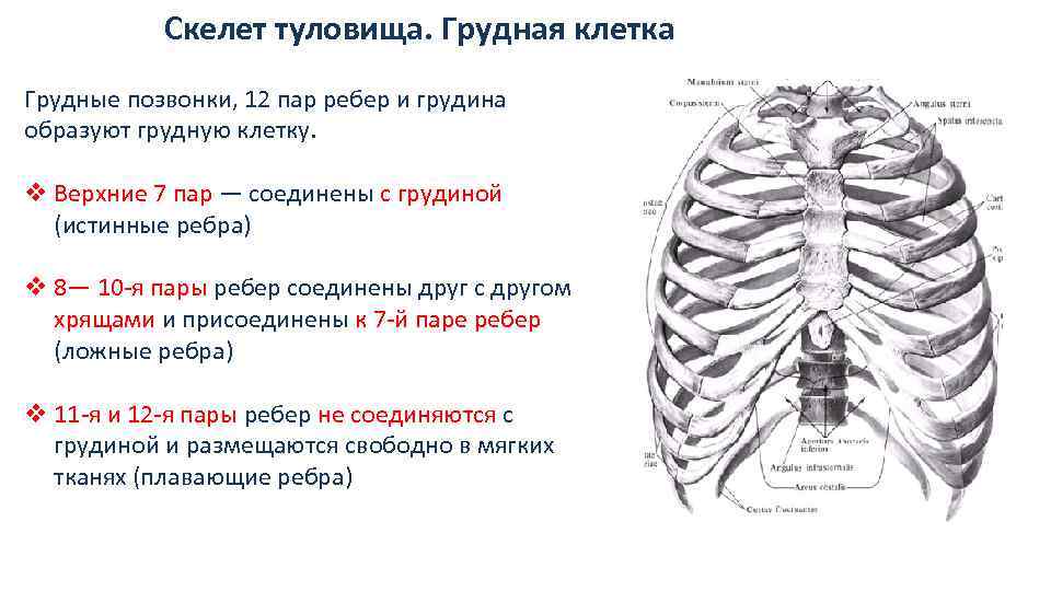 Грудную клетку образуют