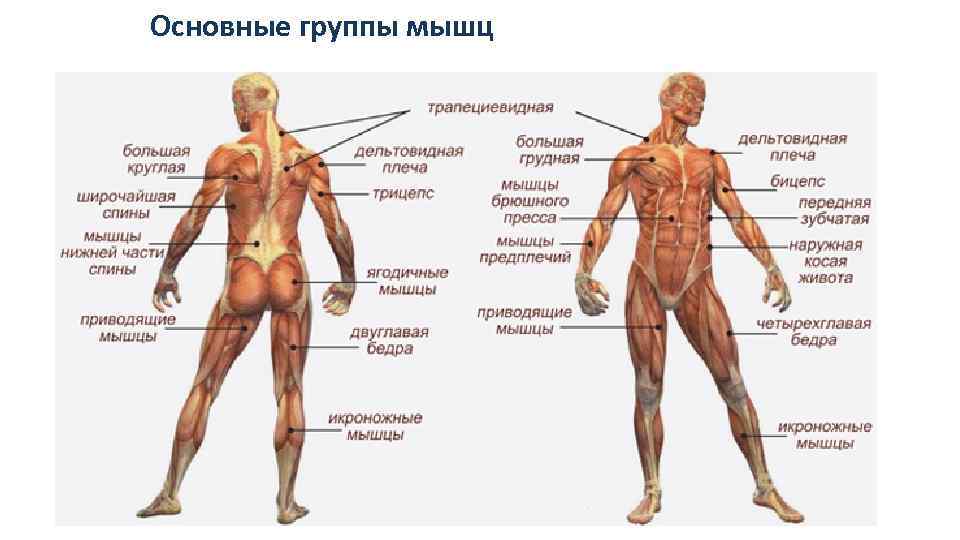 Какая мышца самая крупная в теле человека. Мышцы человека. Основные мышцы. Мышцы схема. Строение мышц тела.