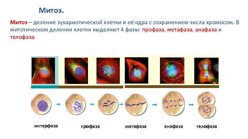 5 фаз деления клетки. Фазы деления клетки эукариот. Эукариот - митотическое деление клетки.. Биология 9 кл митоз. Основные фазы деления клетки.