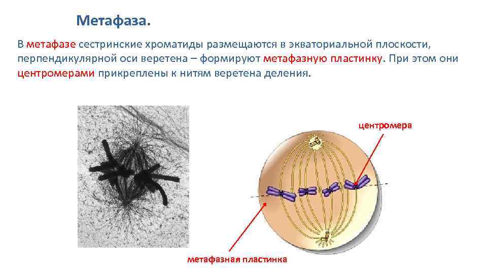 Митоз веретено деления