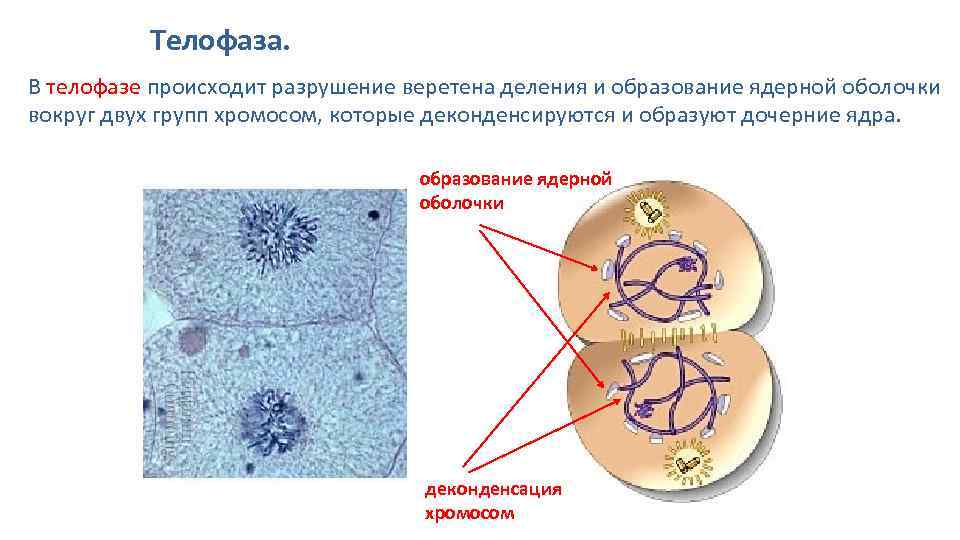 Телофаза признаки