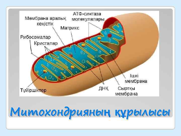 Митохондрияның құрылысы 