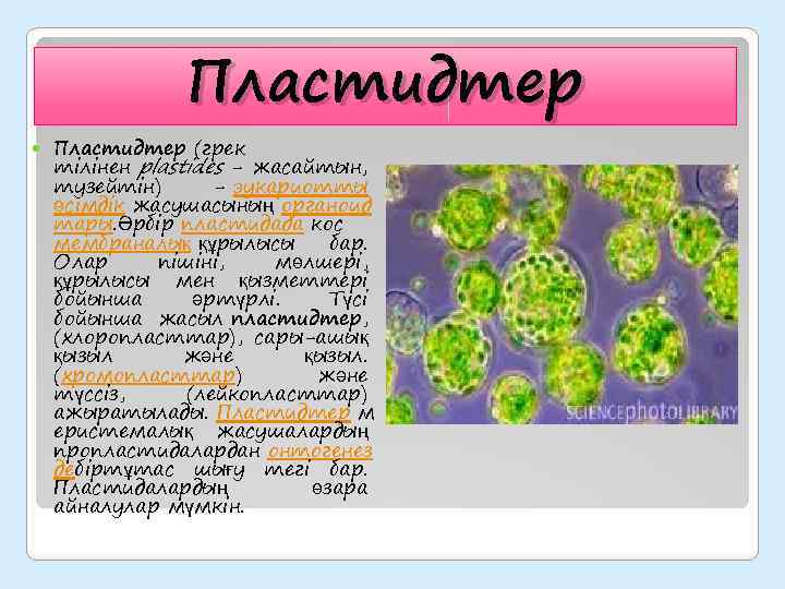 Пластидтер (грек тілінен plastides - жасайтын, тузейтін) - эукариотты өсімдік жасушасының органоид тары. Әрбір