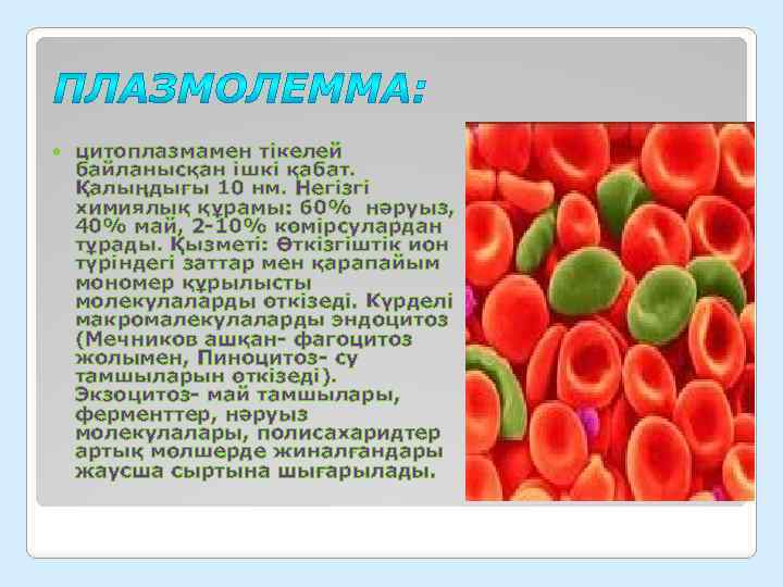  цитоплазмамен тікелей байланысқан ішкі қабат. Қалыңдығы 10 нм. Негізгі химиялық құрамы: 60% нәруыз,