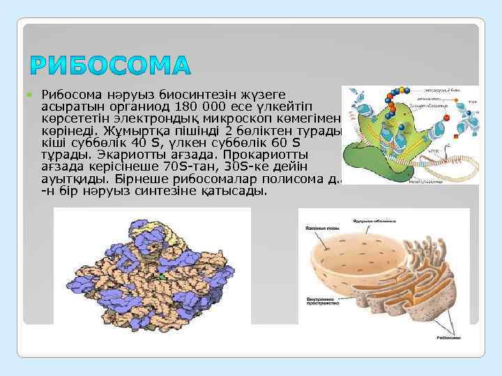  Рибосома нәруыз биосинтезін жүзеге асыратын органиод 180 000 есе үлкейтіп көрсететін электрондық микроскоп