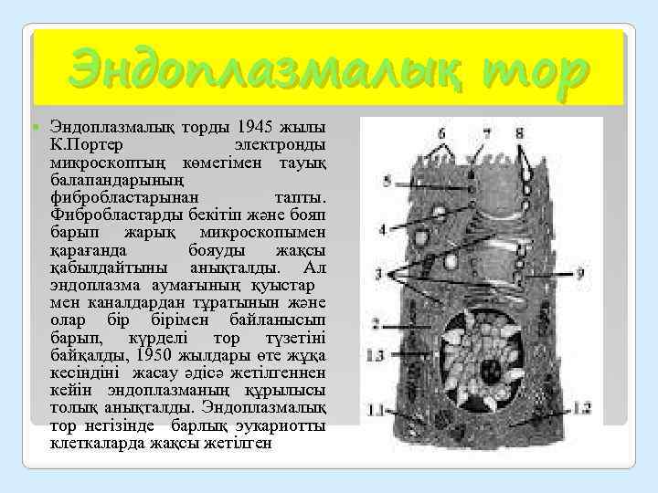 Эндоплазмалық тор Эндоплазмалық торды 1945 жылы К. Портер электронды микроскоптың көмегімен тауық балапандарының фибробластарынан