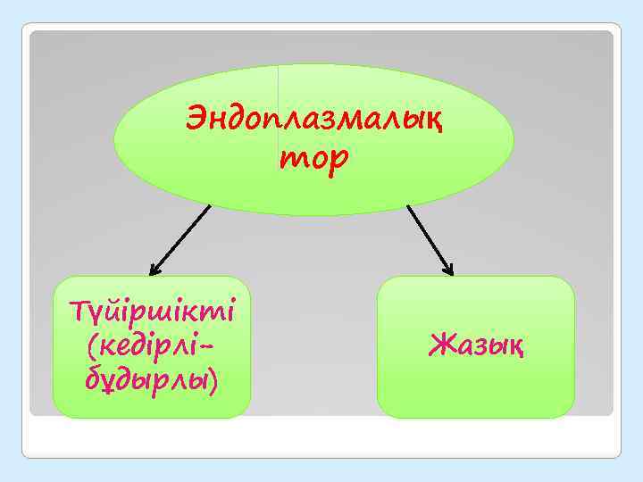 Эндоплазмалық тор Түйіршікті (кедірлібұдырлы) Жазық 