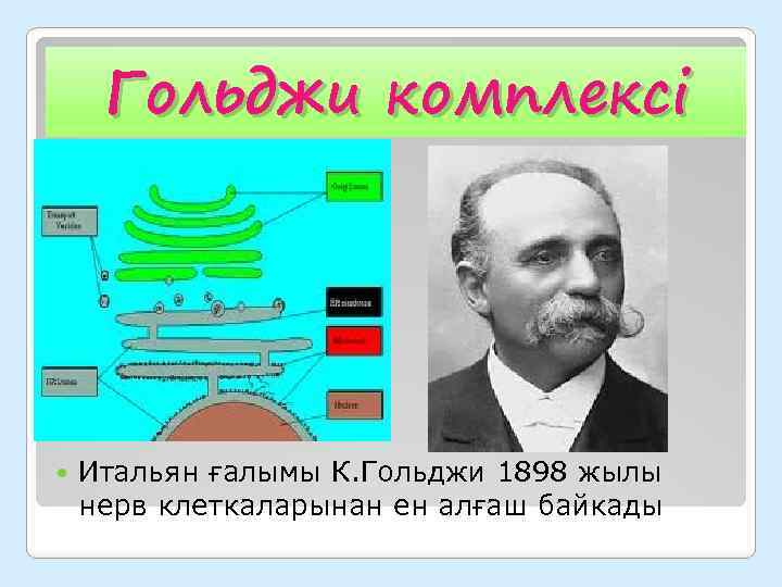 Гольджи комплексі Итальян ғалымы К. Гольджи 1898 жылы нерв клеткаларынан ен алғаш байкады 