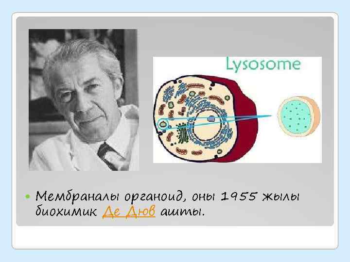  Мембраналы органоид, оны 1955 жылы биохимик Де Дюв ашты. 