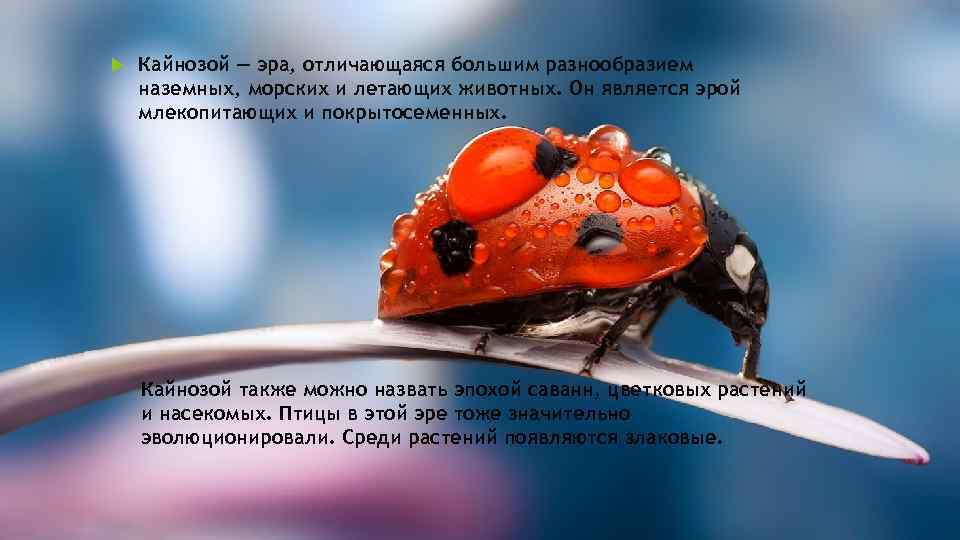  Кайнозой — эра, отличающаяся большим разнообразием наземных, морских и летающих животных. Он является