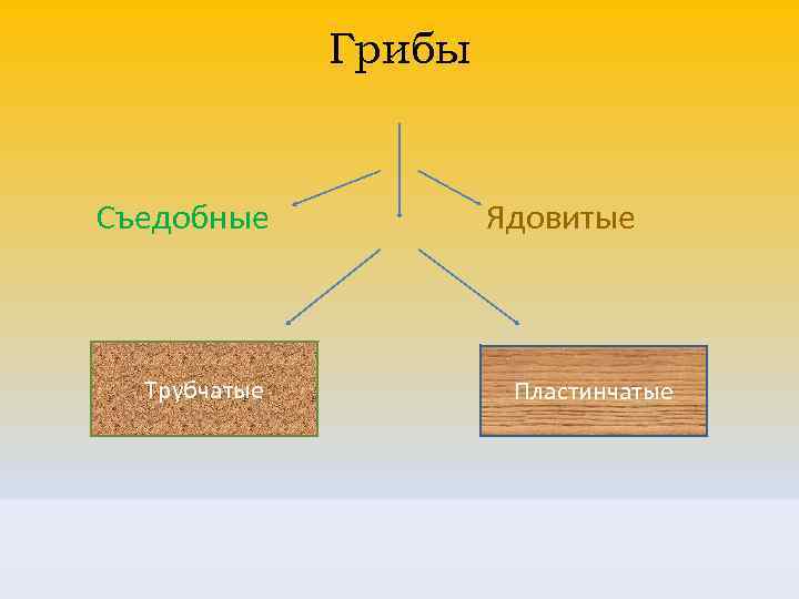 Грибы Съедобные Трубчатые Ядовитые Пластинчатые 