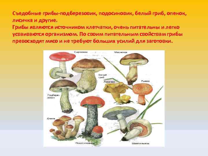 Съедобные грибы-подберезовик, подосиновик, белый гриб, опенок, лисичка и другие. Грибы являются источником клетчатки, очень