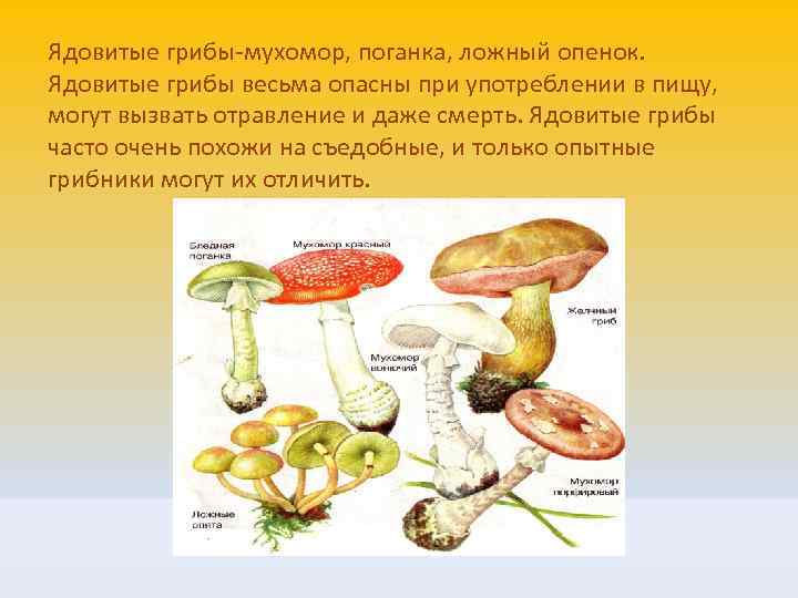 Ядовитые грибы-мухомор, поганка, ложный опенок. Ядовитые грибы весьма опасны при употреблении в пищу, могут