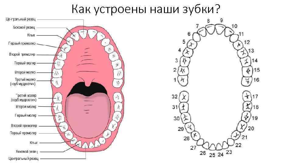 Как устроены наши зубки? 