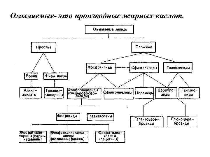 Омыляемые- это производные жирных кислот. 