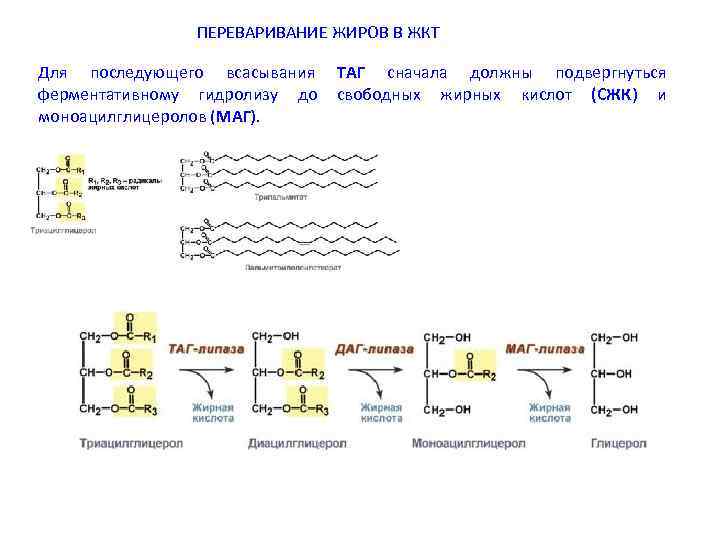 ПЕРЕВАРИВАНИЕ ЖИРОВ В ЖКТ Для последующего всасывания ферментативному гидролизу до моноацилглицеролов (МАГ). ТАГ сначала