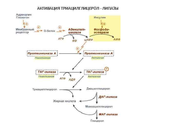 АКТИВАЦИЯ ТРИАЦИЛГЛИЦЕРОЛ - ЛИПАЗЫ 