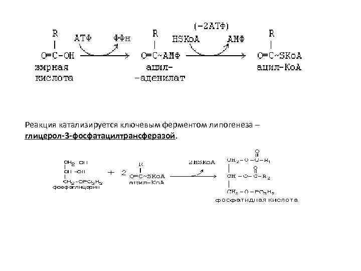 Липолиз биохимия схема